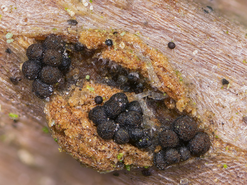 Gibberella pulicaris